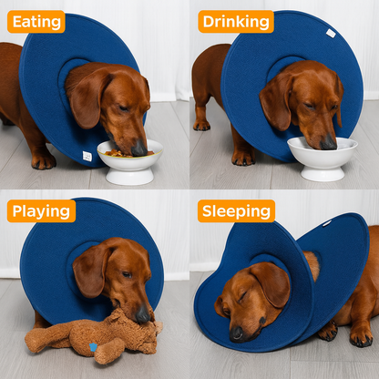 CoolPaw-Dachshund-Elizabethan-Collar.jpg