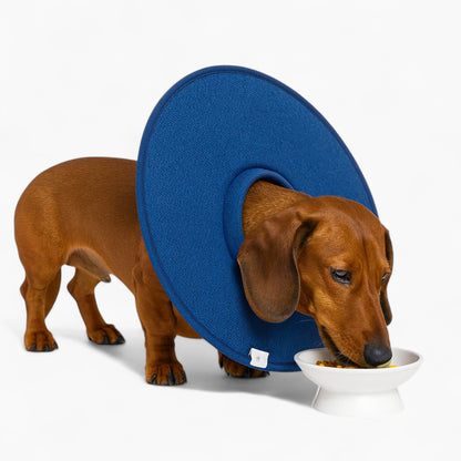 CoolPaw-Dachshund-Elizabethan-Collar.jpg