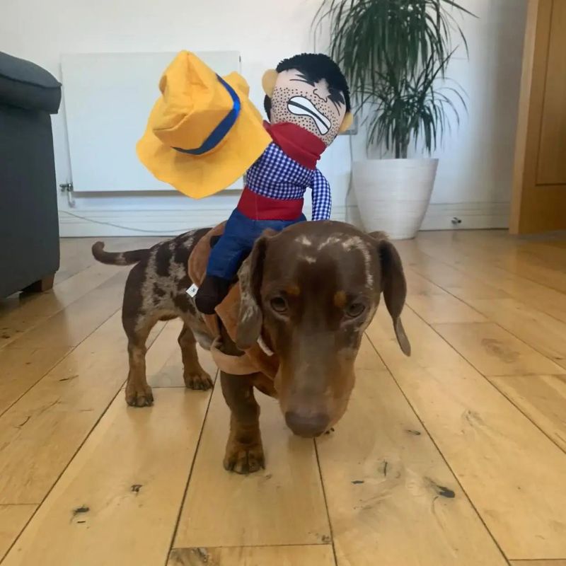 Cowboy-Costume-for-Dachshunds-Stylish-Doxie-Halloween-Outfit-www.doxie.us