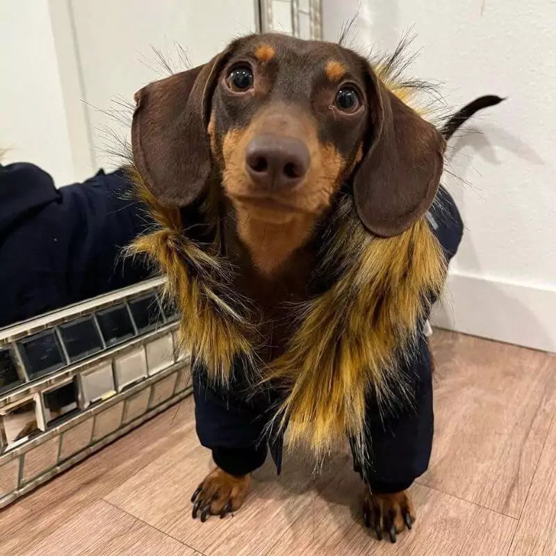 CozyTail Dachshund Winter Coat Dachshund Shop