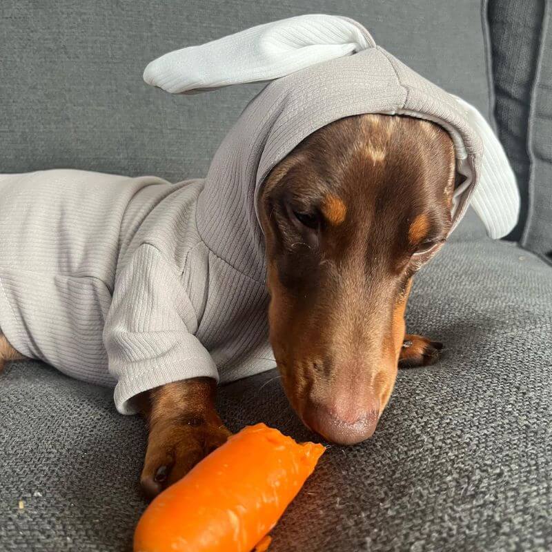 Cute-Dachshund-Rabbit-Hoodie-Bunny-Ears-Doxie-Costume-www.doxie.us