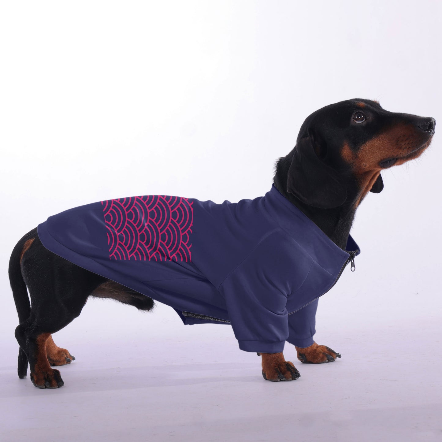 Lotte - zip-up hooded sweatshirt for dachshund