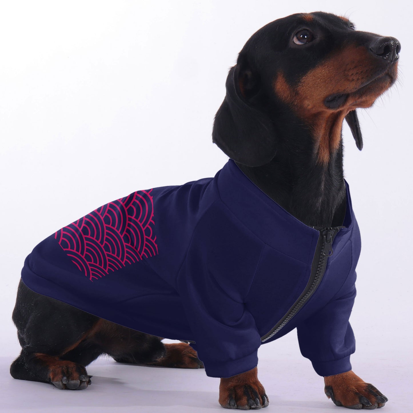 Lotte - zip-up hooded sweatshirt for dachshund