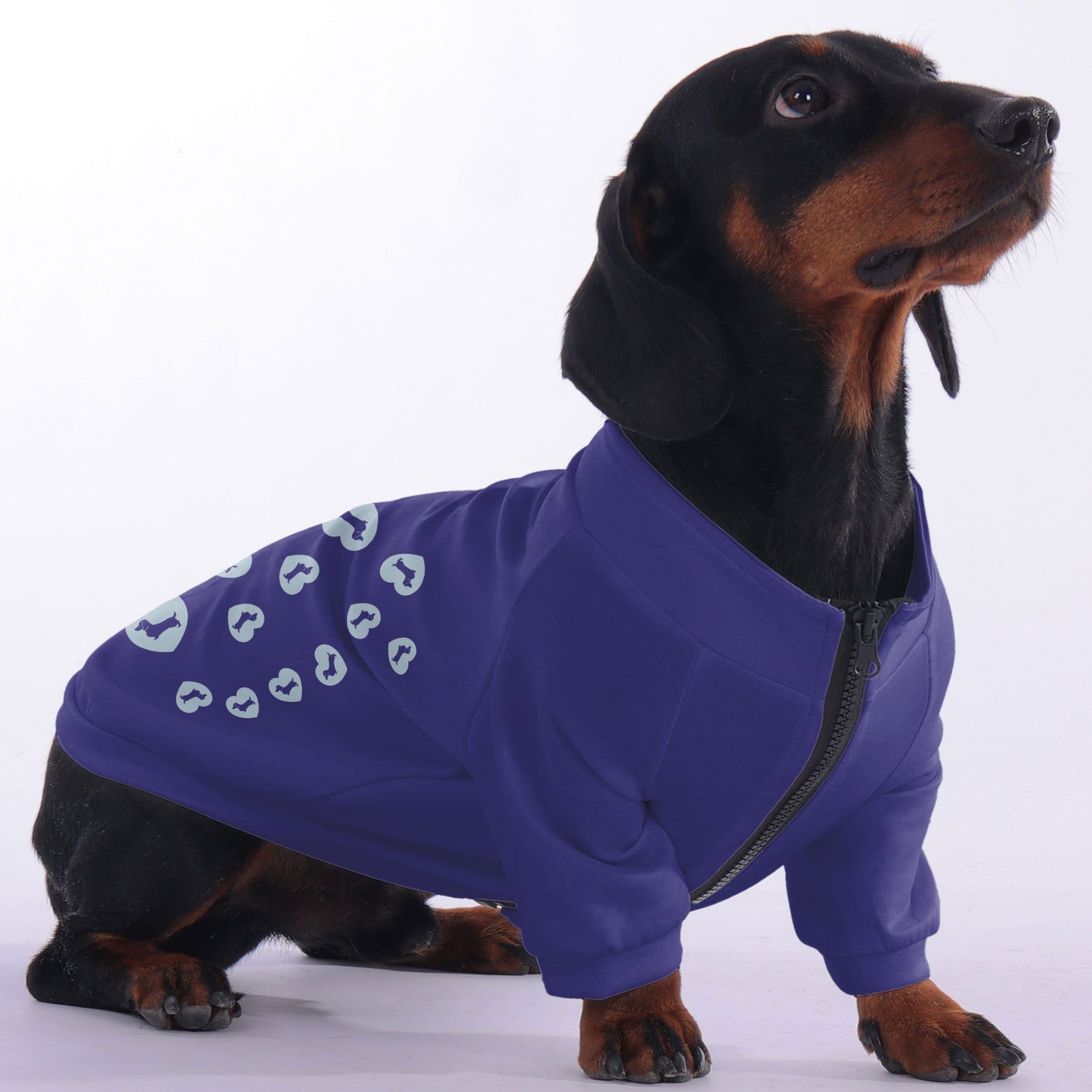 Kate - zip-up hooded sweatshirt for dachshund
