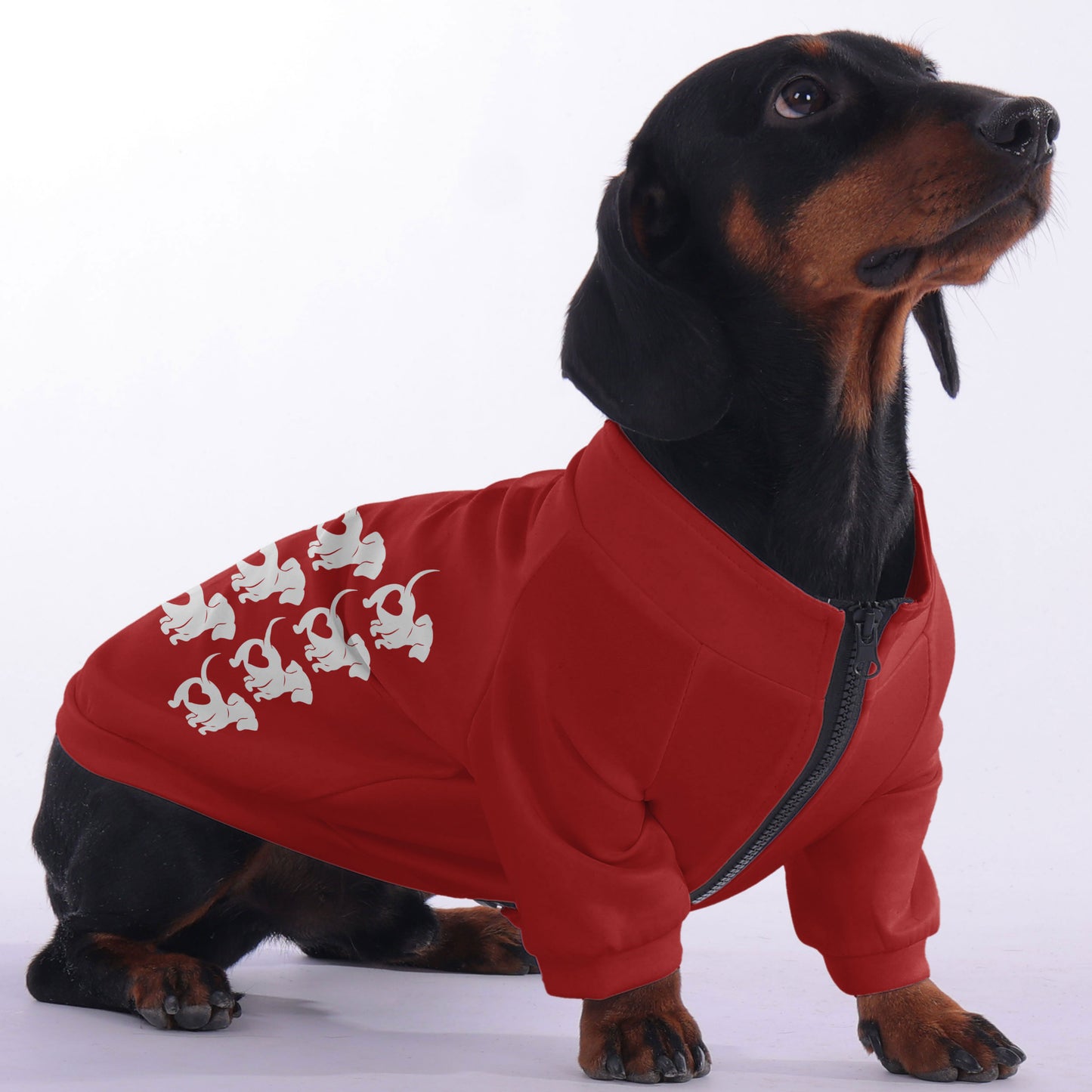 Tucker - zip-up hooded sweatshirt for dachshund