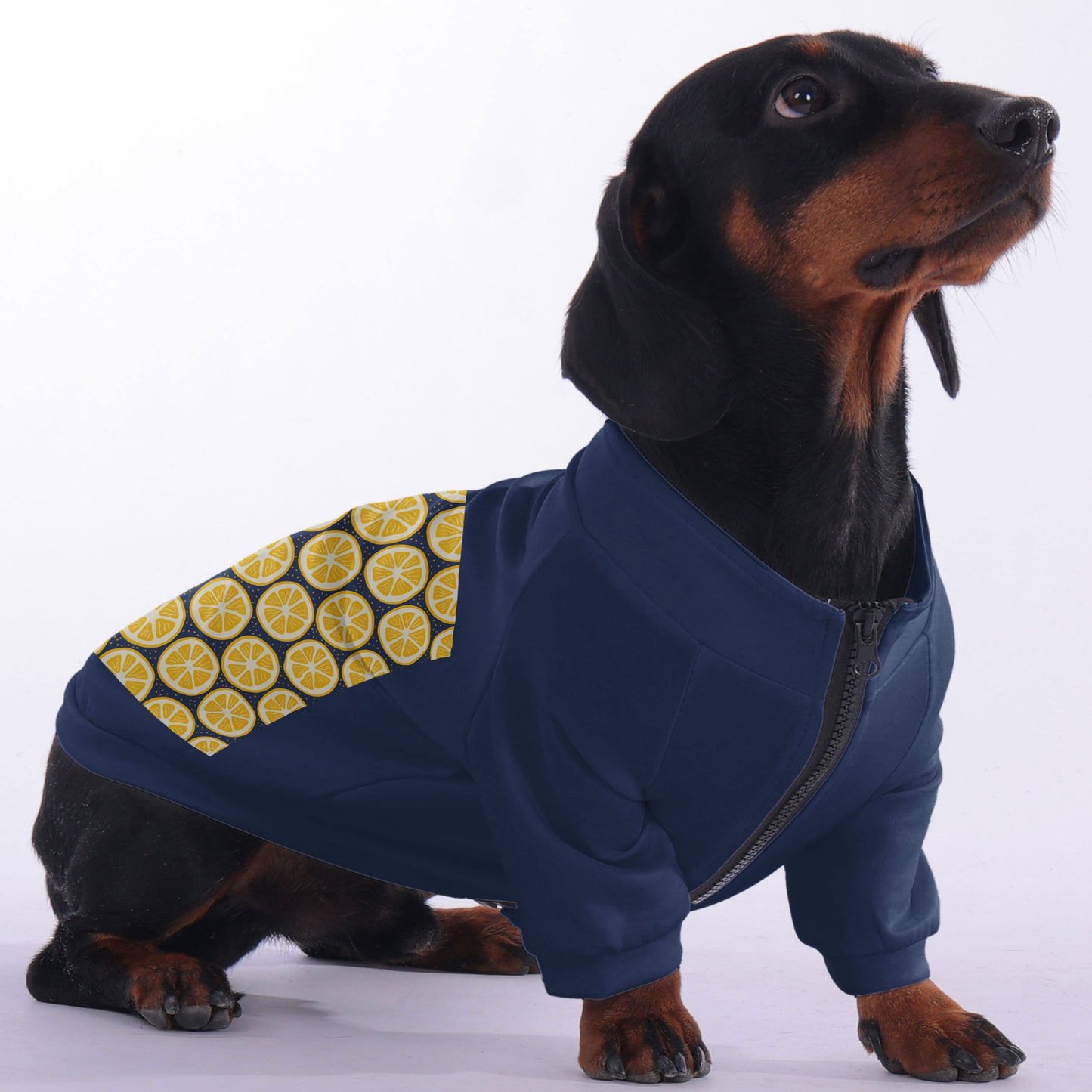 Moose  - zip-up hooded sweatshirt for dachshund