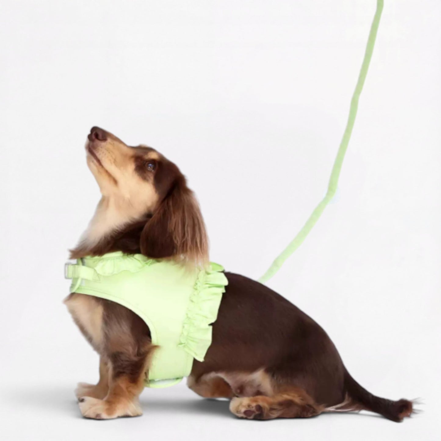 DachLac-Dachshund-Soft-Ruffle-Lace-Vest.jpg