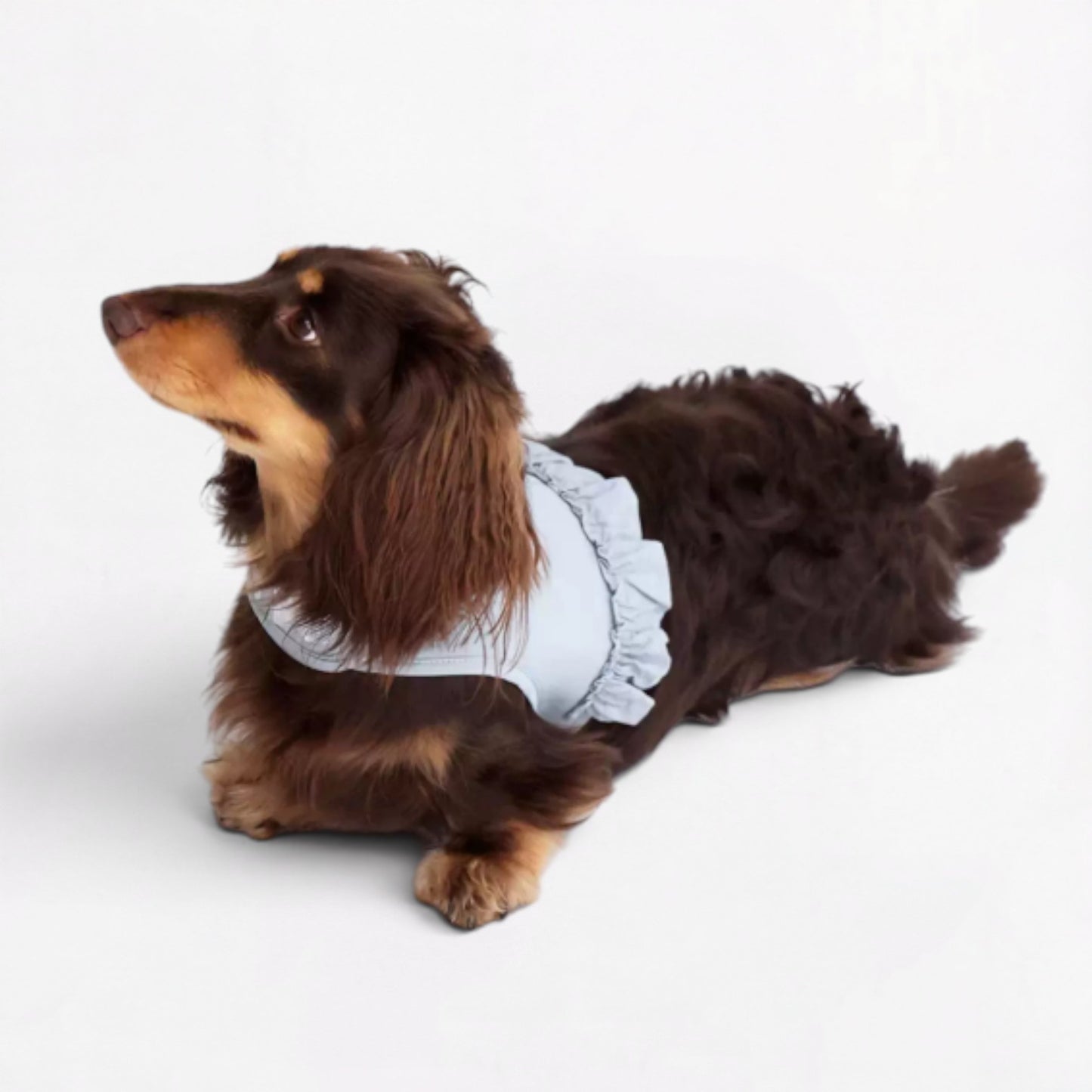 DachLac-Dachshund-Soft-Ruffle-Lace-Vest.jpg