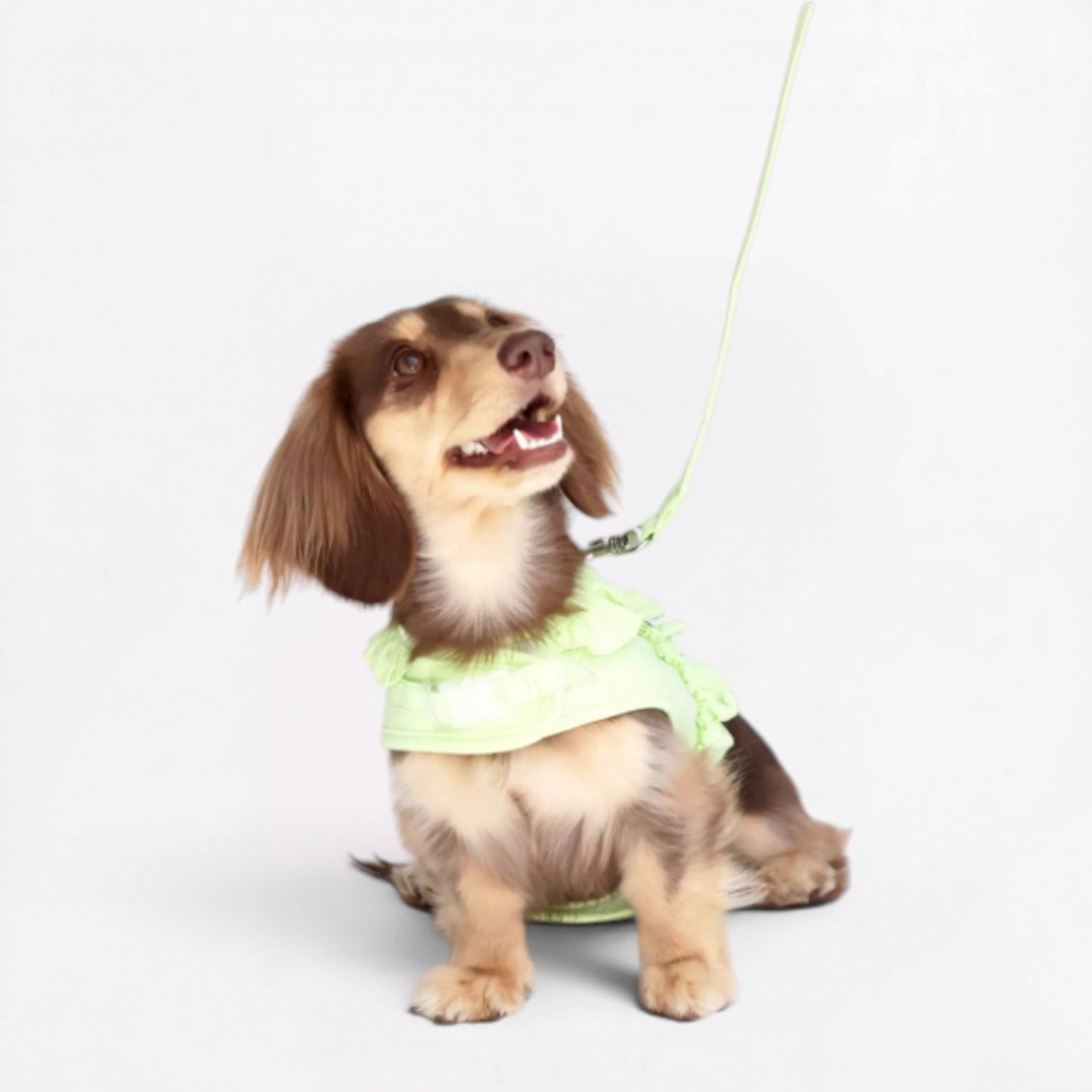 DachLac-Dachshund-Soft-Ruffle-Lace-Vest.jpg