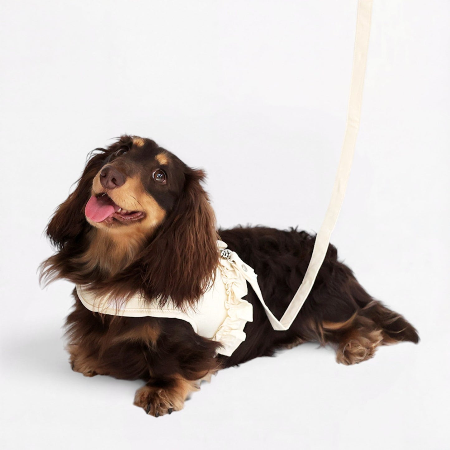 DachLac-Dachshund-Soft-Ruffle-Lace-Vest.jpg
