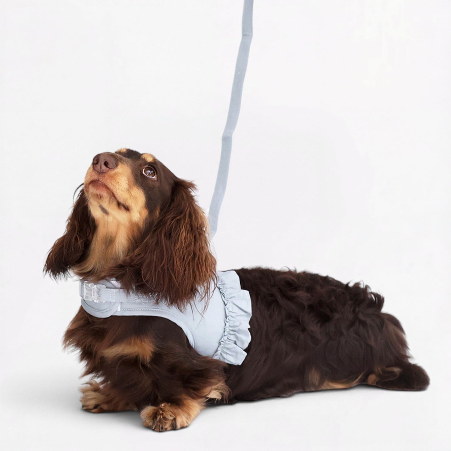 DachLac-Dachshund-Soft-Ruffle-Lace-Vest.jpg