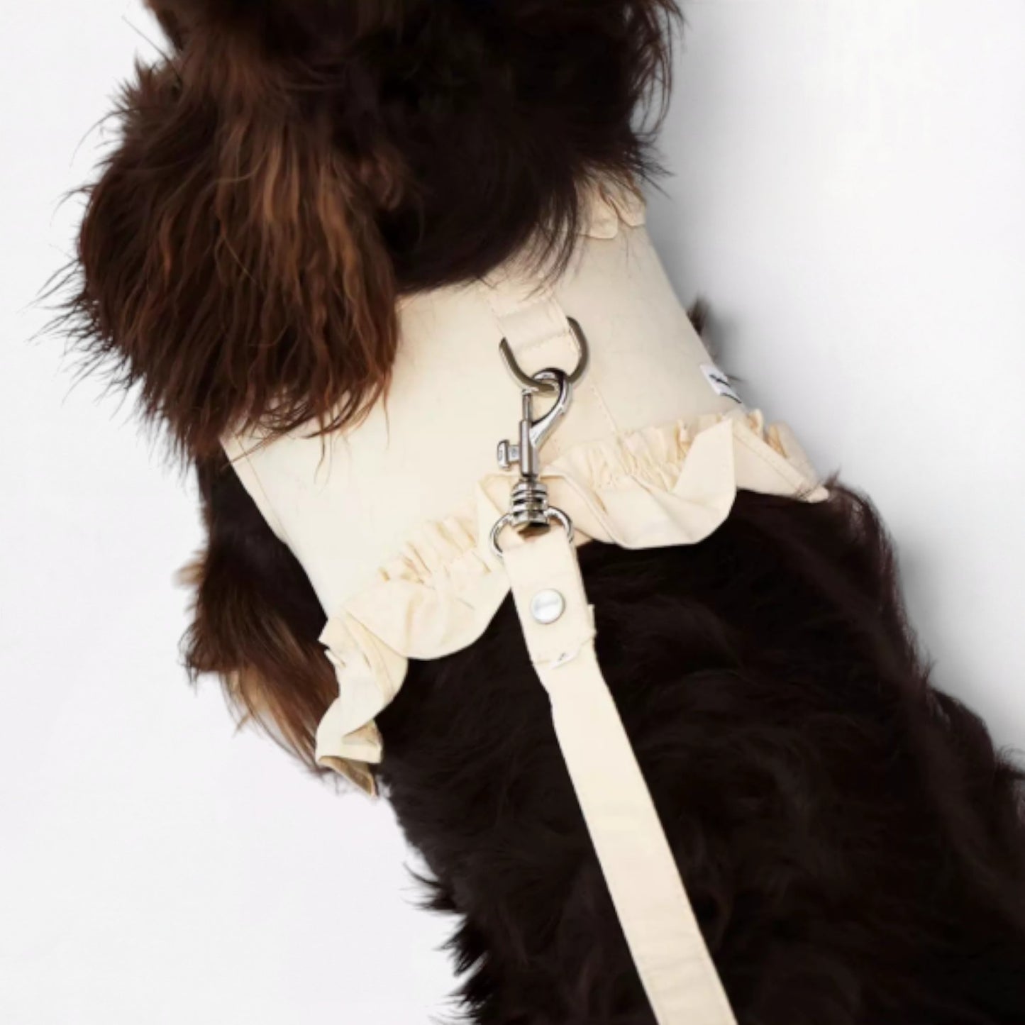 DachLac-Dachshund-Soft-Ruffle-Lace-Vest.jpg