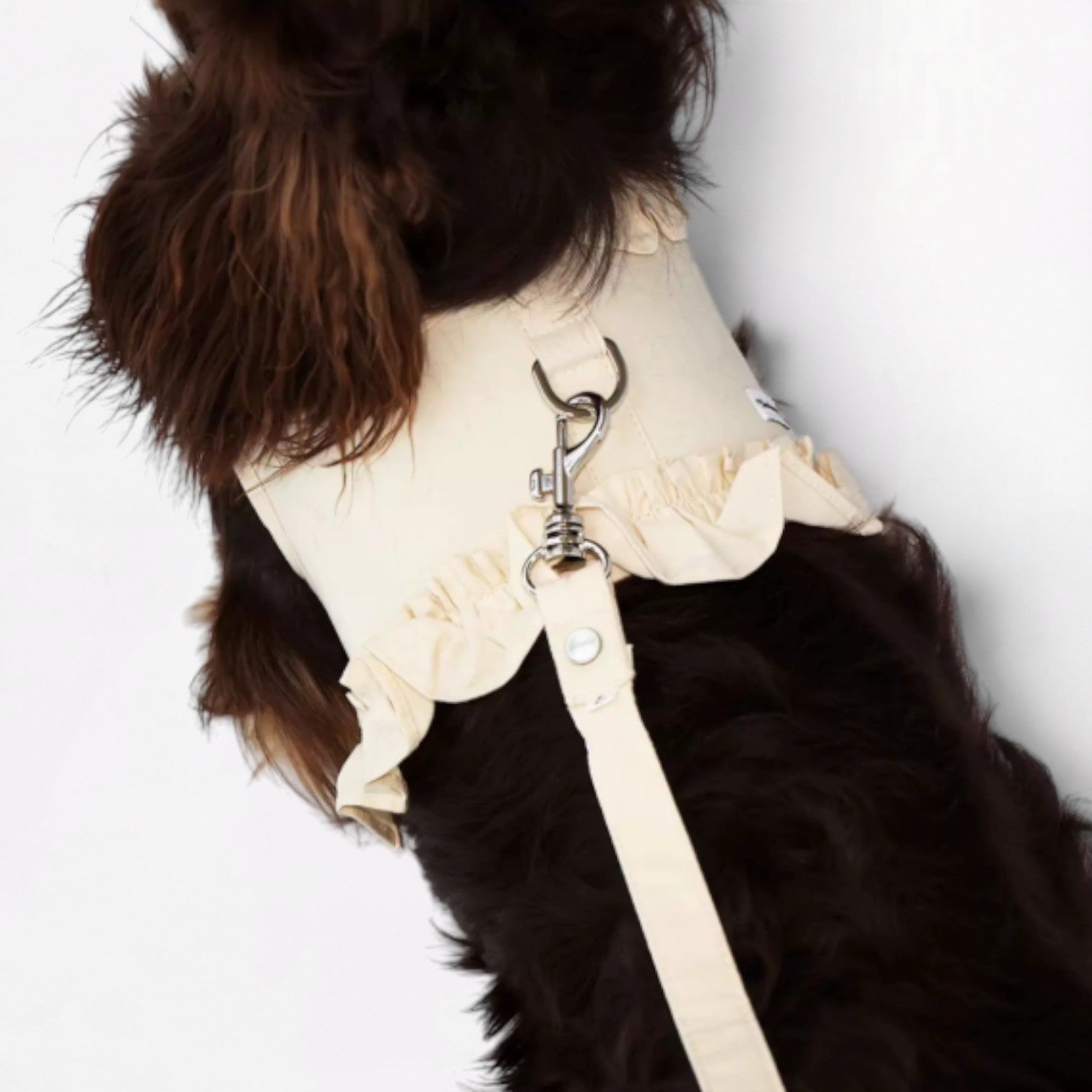 DachLac-Dachshund-Soft-Ruffle-Lace-Vest.jpg