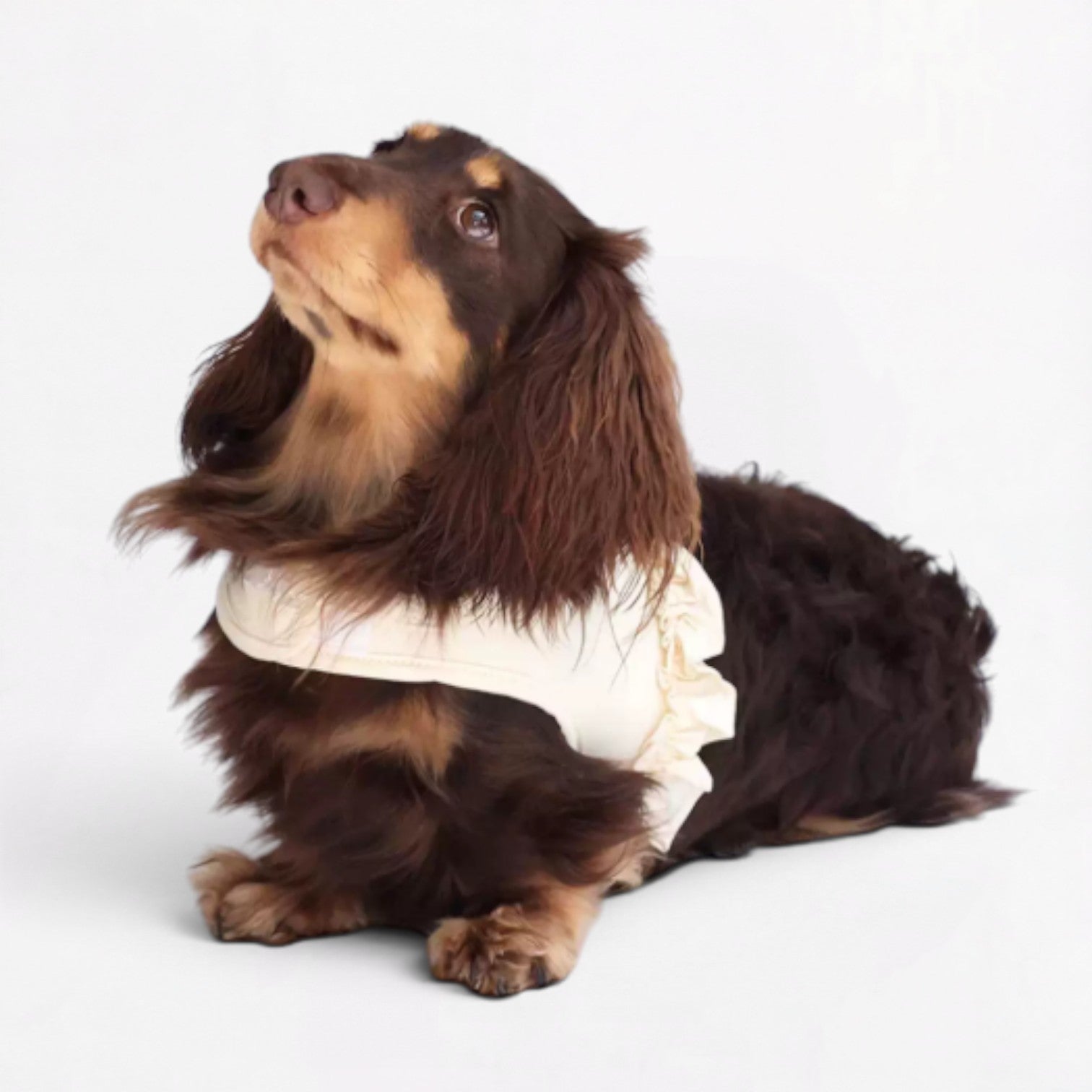 DachLac-Dachshund-Soft-Ruffle-Lace-Vest.jpg