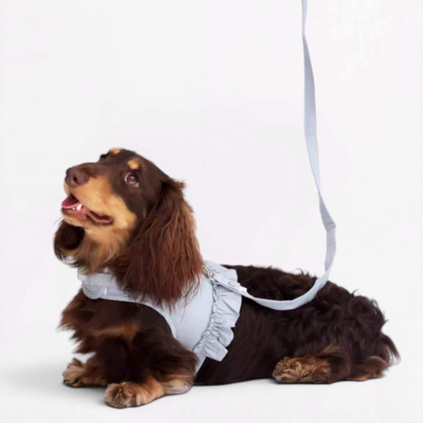 DachLac-Dachshund-Soft-Ruffle-Lace-Vest.jpg