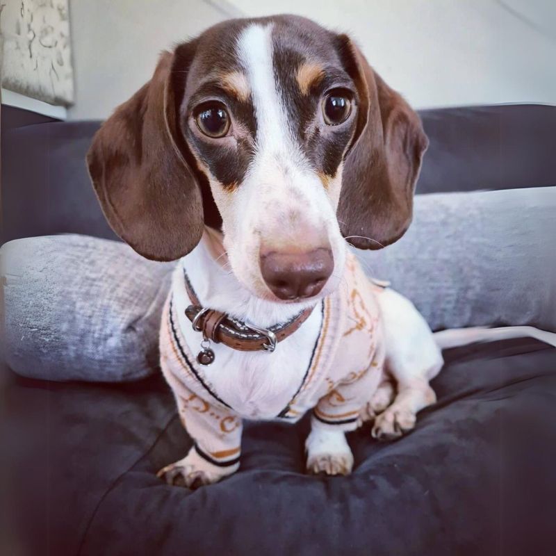 DachShawl-Dachshund-Cardigan-www.doxie.us