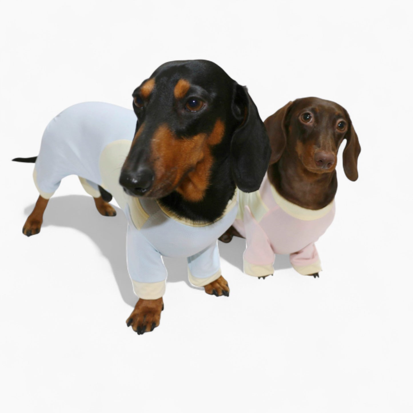 DachShine-Dachshund-Winter-Jacket.jpg
