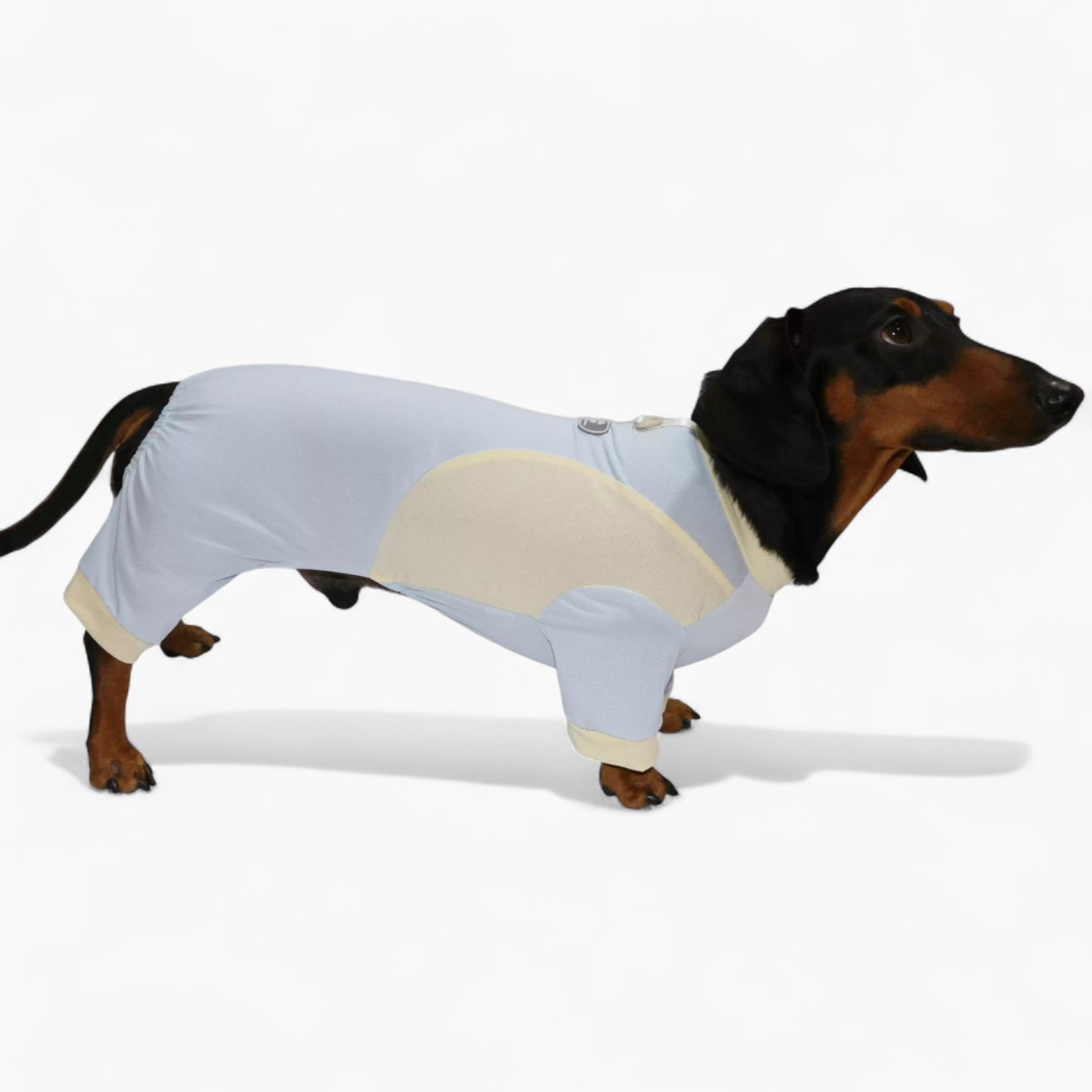 DachShine-Dachshund-Winter-Jacket.jpg