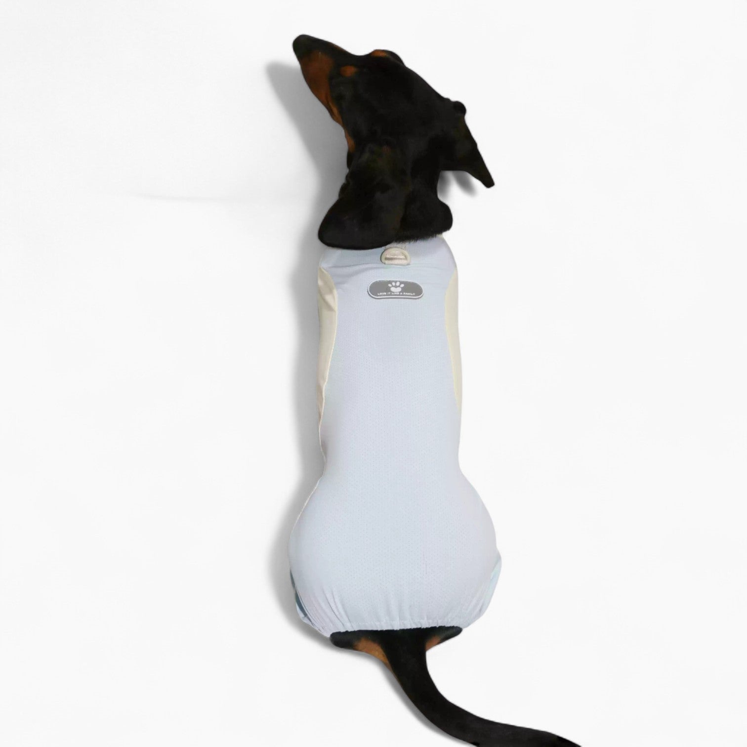 DachShine-Dachshund-Winter-Jacket.jpg
