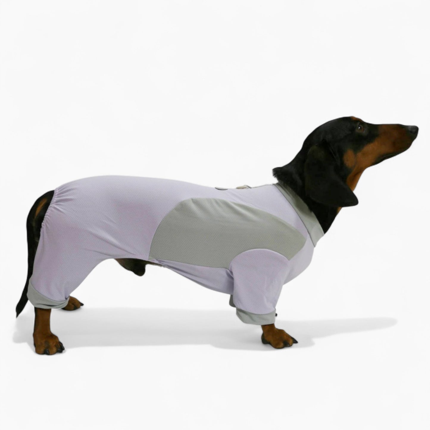 DachShine-Dachshund-Winter-Jacket.jpg