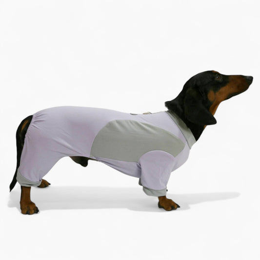 DachShine-Dachshund-Winter-Jacket.jpg