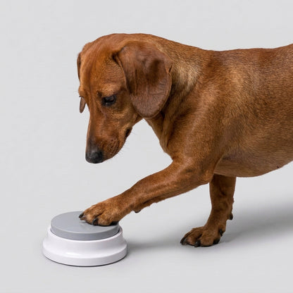 DachTalk-Dachshund-Talking-Button.jpg