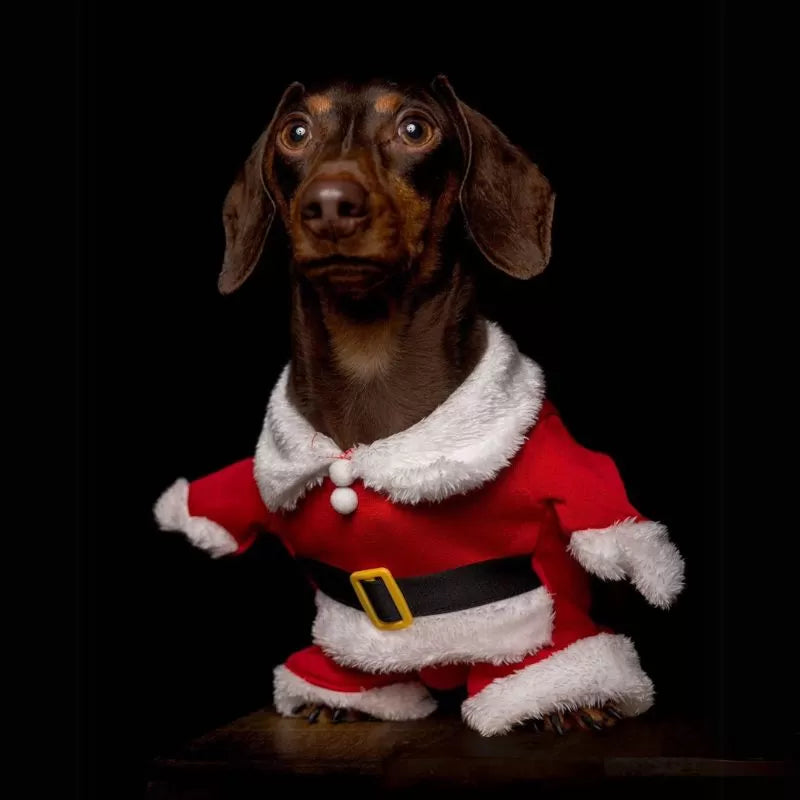 Dachshund Christmas Costume Santa Claus Design Standing Cloth