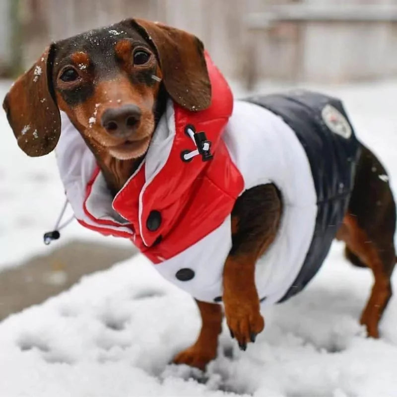 Dachshund-Down-Padded-Jacket-www.doxie.us