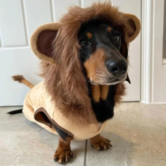 Dachshund-Lion-Costume-www.doxie.us