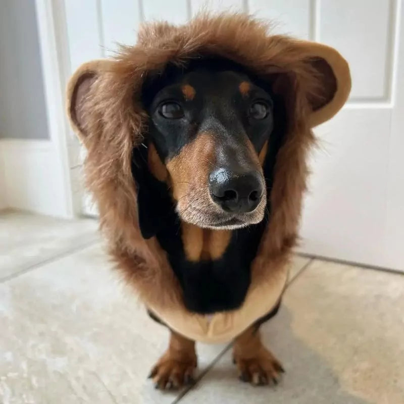 Dachshund-Lion-Costume-www.doxie.us