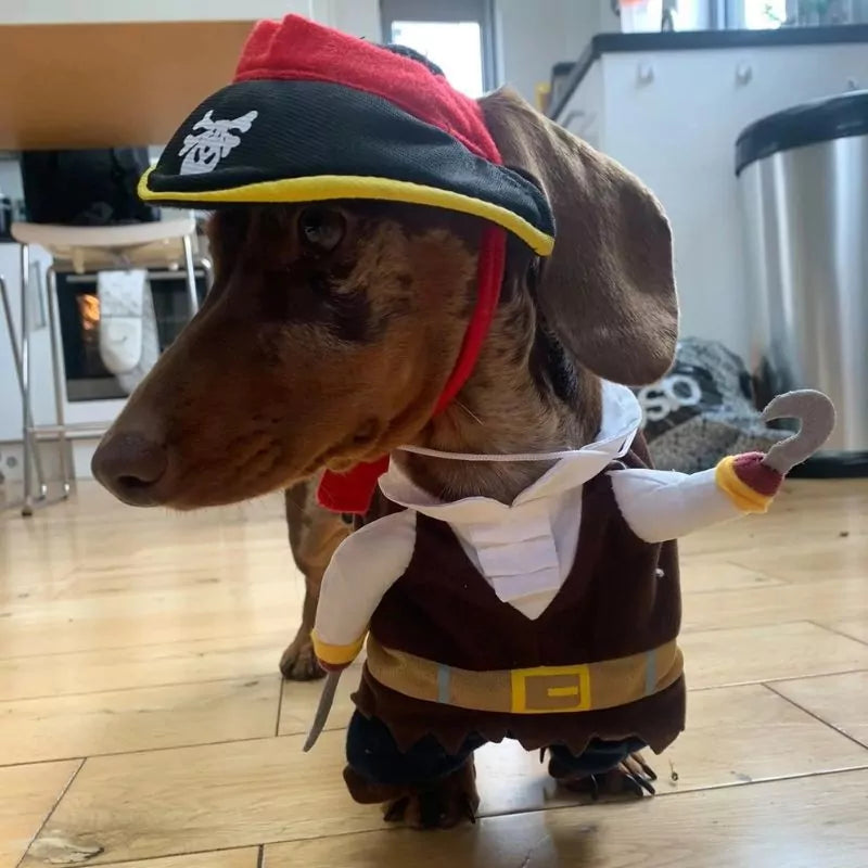 Dachshund-Pirate-Halloween-Costume-www.doxie.us