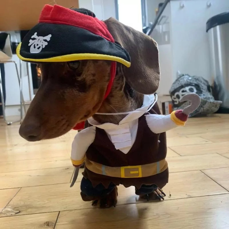 Dachshund-Pirate-Halloween-Costume-www.doxie.us