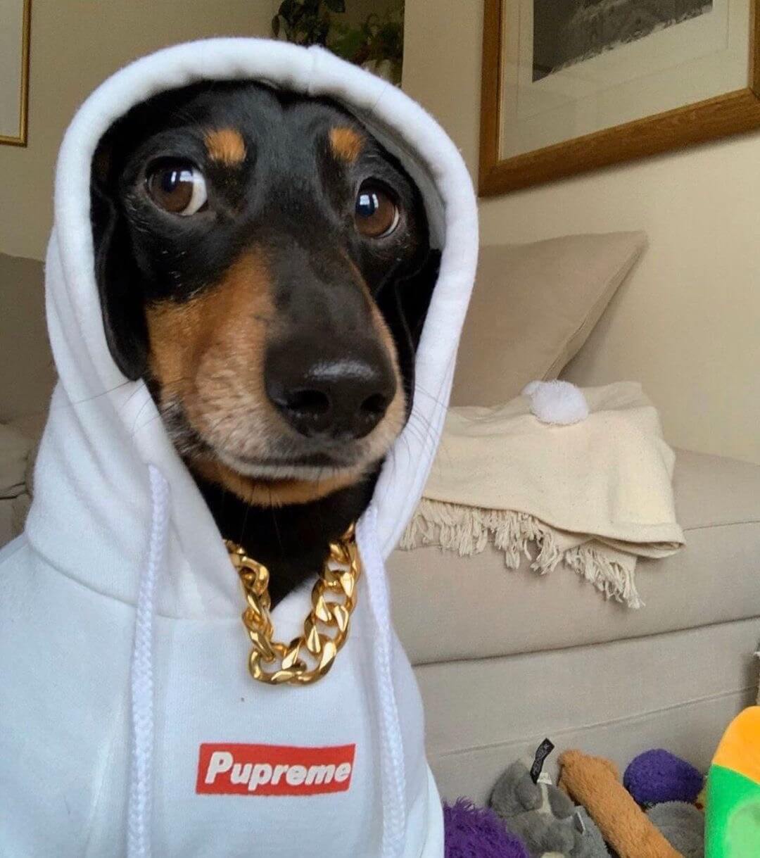 Dachshund Pupreme Hoodie