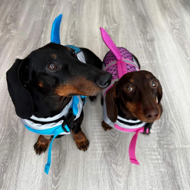 Dachshund-Shark-Life-Vest-Ultimate-Safety-Swimming-Suit-doxie.us