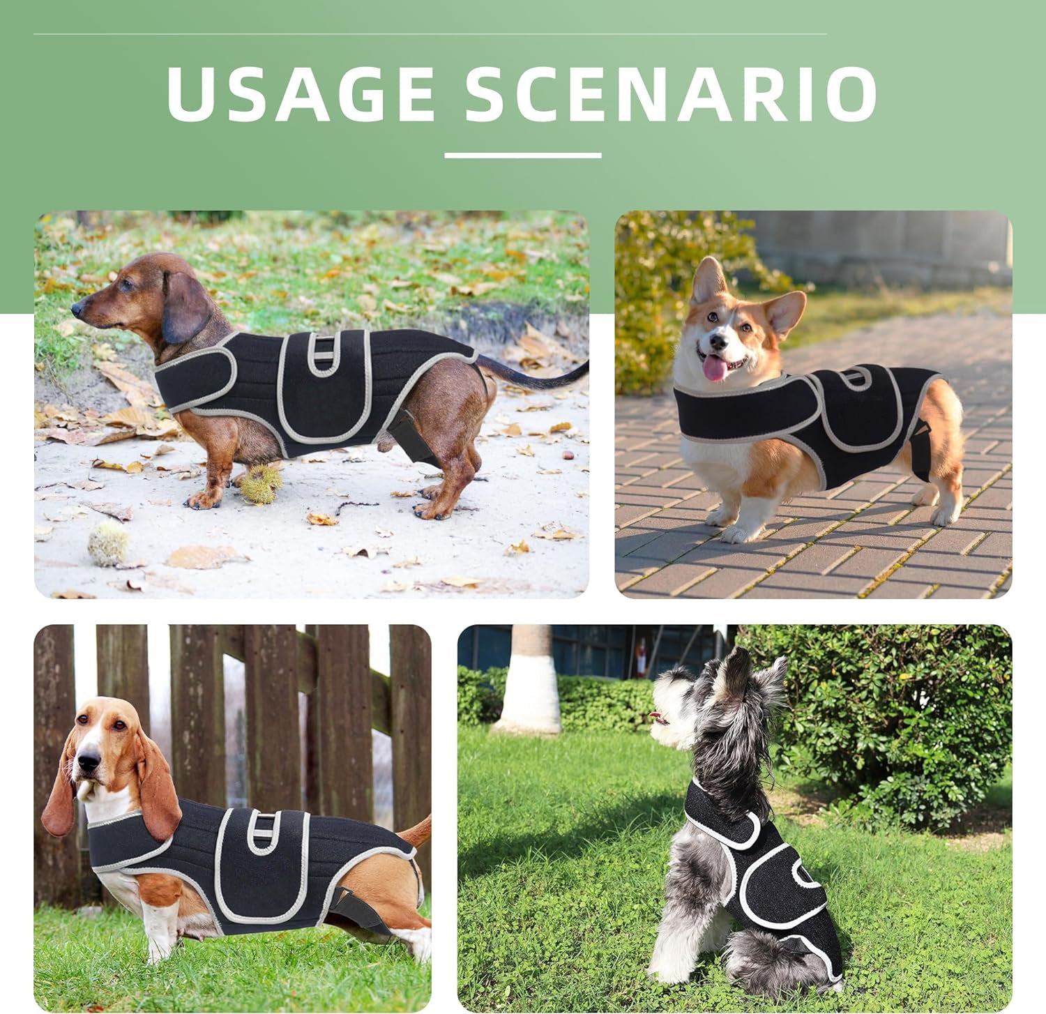 Dachshund back brace best sale