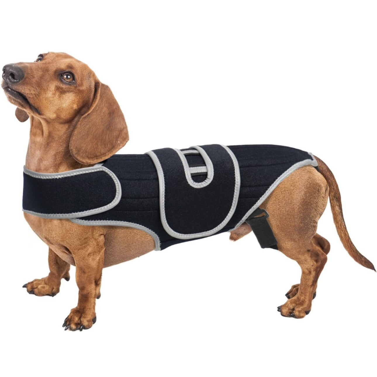 Dachshund Back Support Brace for IVDD Arthritis & Pain Management ...