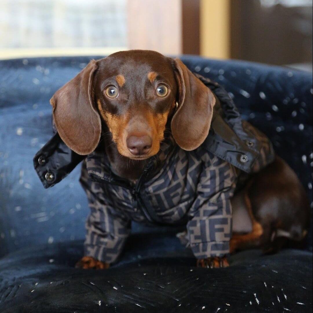 Dachshund-furendi-puffer-jacket-doxie.shop