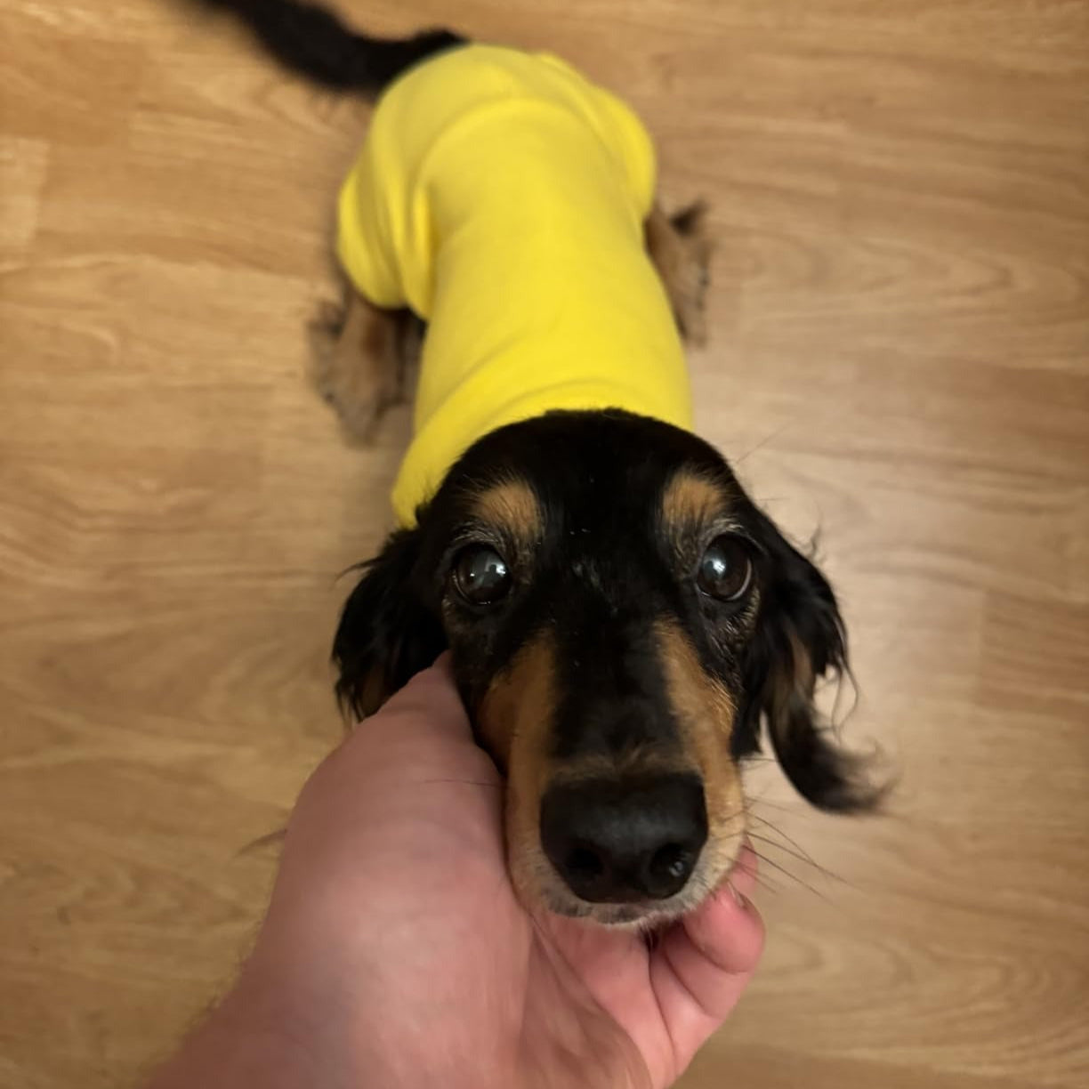 Dachshund Turtleneck Sweater – Adjustable Polo Collar Zipper Fleece Outfit