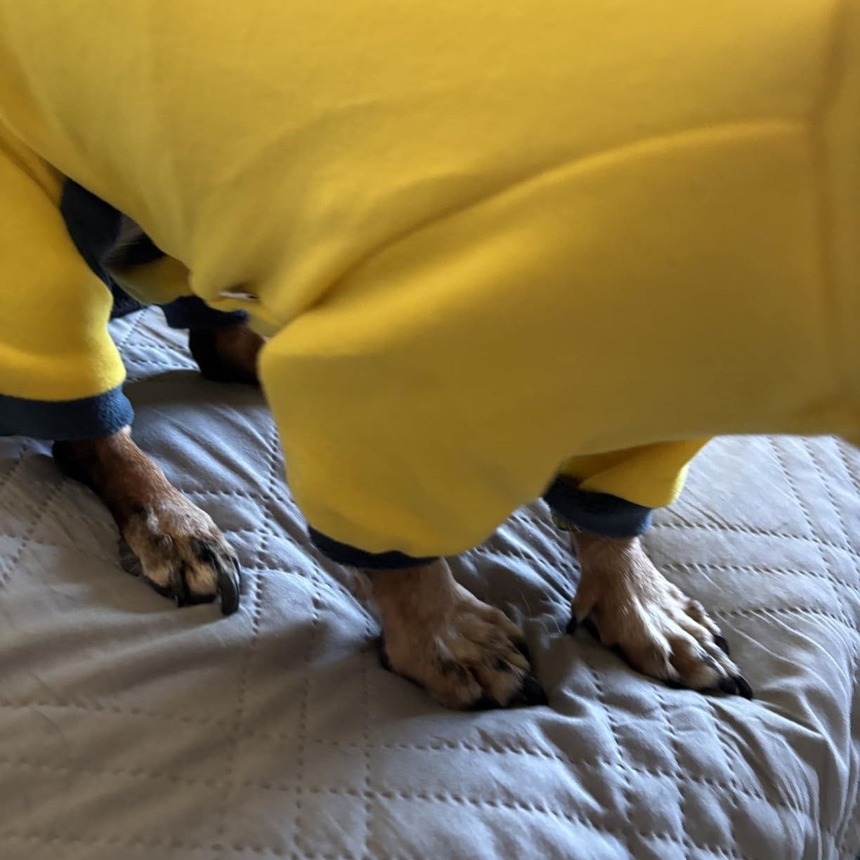 Dachshund Turtleneck Sweater – Adjustable Polo Collar Zipper Fleece Outfit