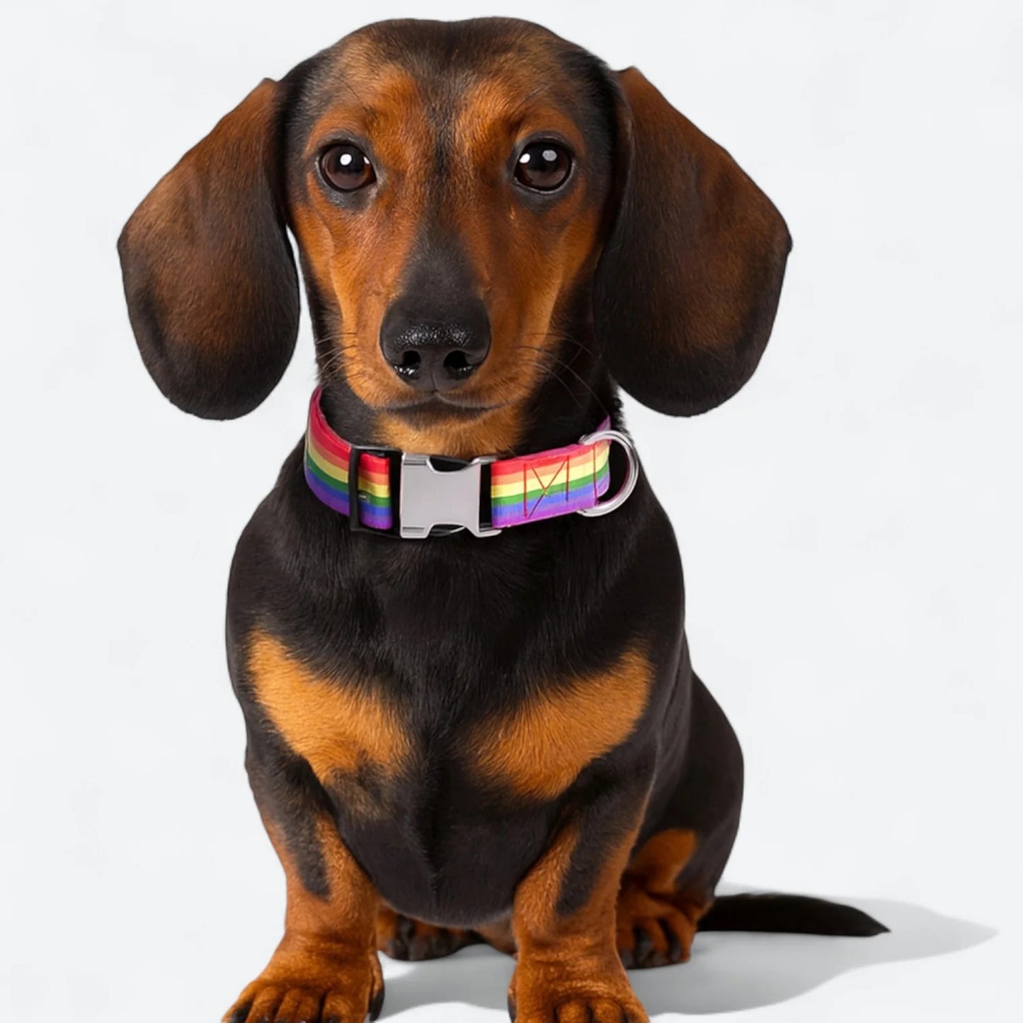 Dachshund-Rainbow-Stripe-Collar-Leash-Set.jpg