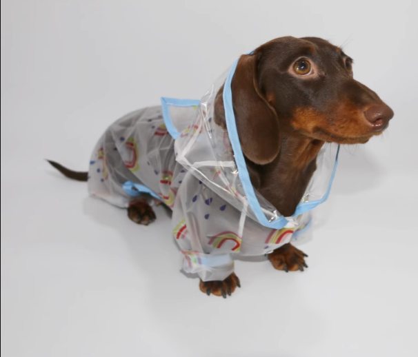 Dachshund-Raincoat-with-Hat-Four-Legged-Transparent-Rain-Jacket.jpg