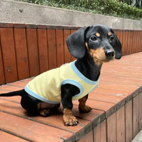 Dachshund-Summer-Vest-Soft-Lightweight-Cotton-Outfit.jpg