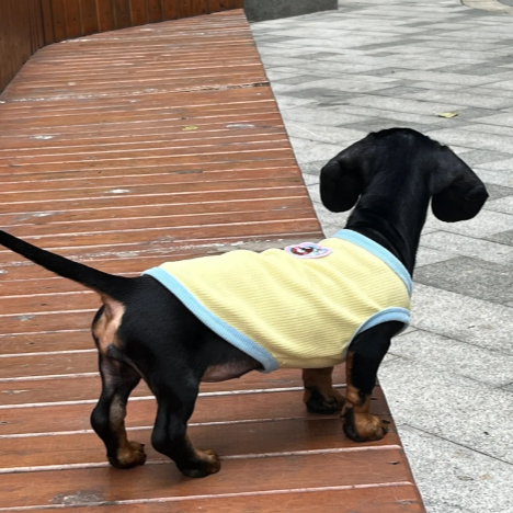 Dachshund Summer Vest – Soft Lightweight Cotton Outfit