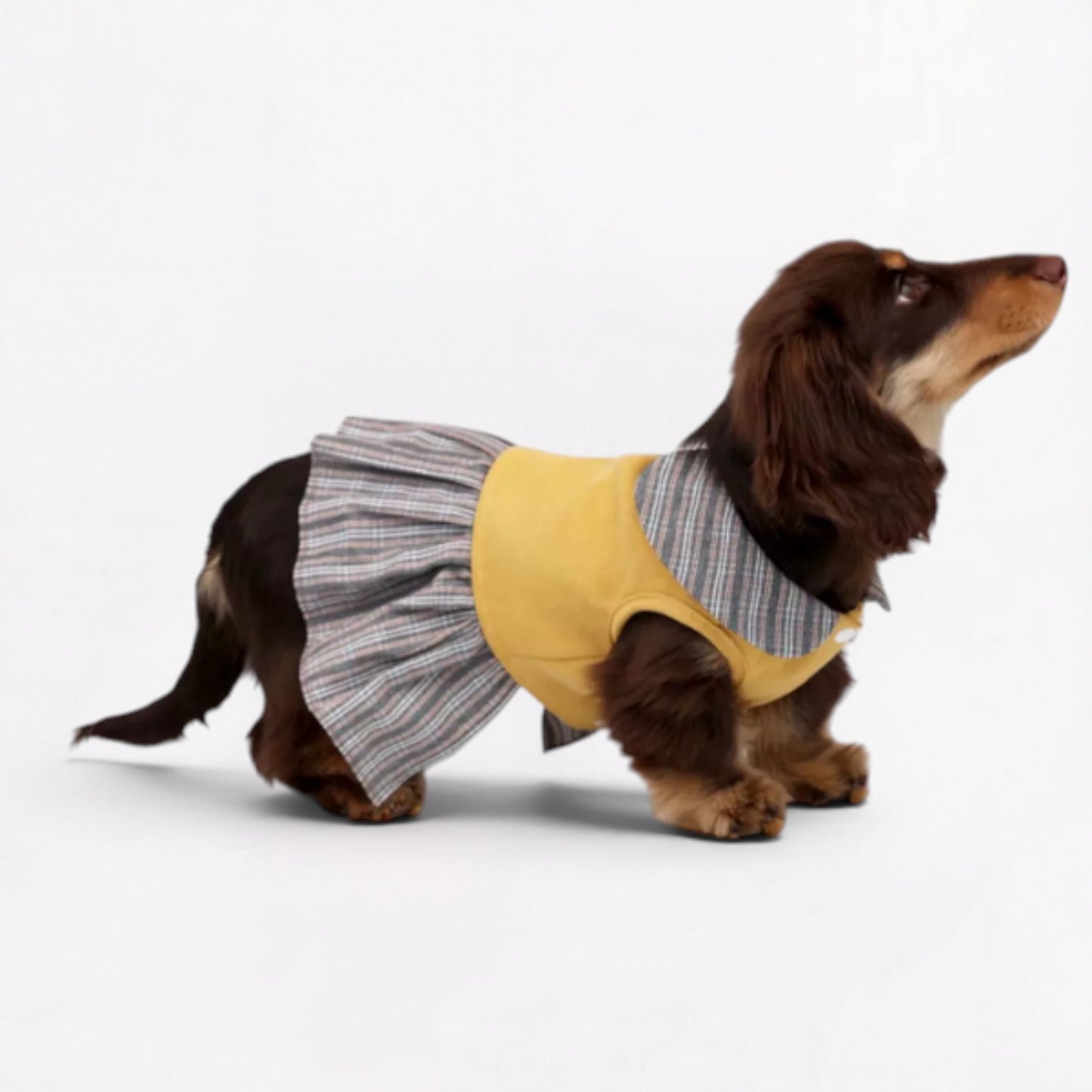 Dachzy-Dachshund-Cute-Yellow-Dress.jpg