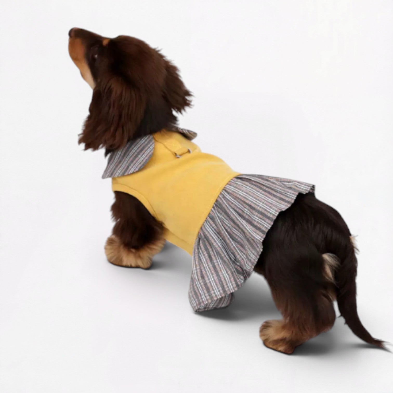Dachzy-Dachshund-Cute-Yellow-Dress.jpg