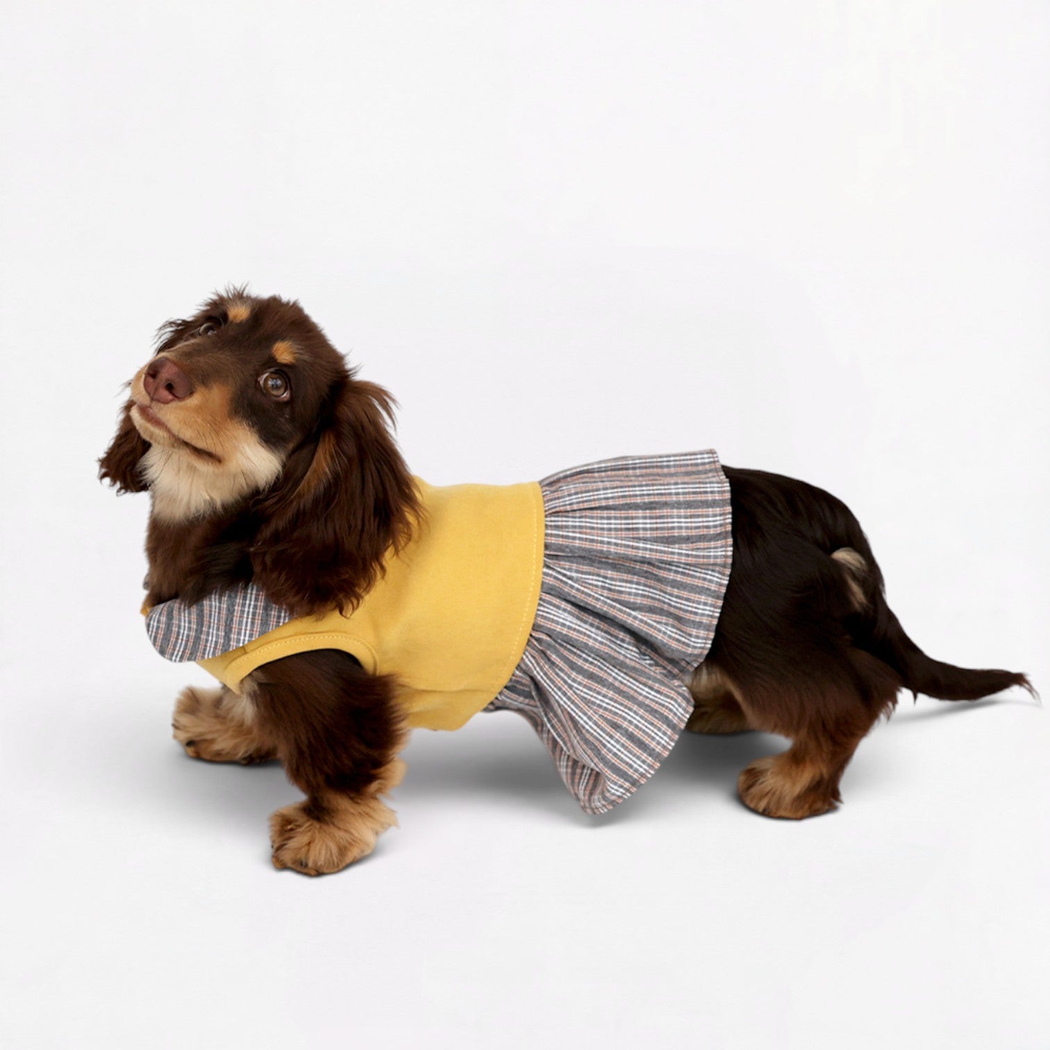 Dachzy-Dachshund-Cute-Yellow-Dress.jpg
