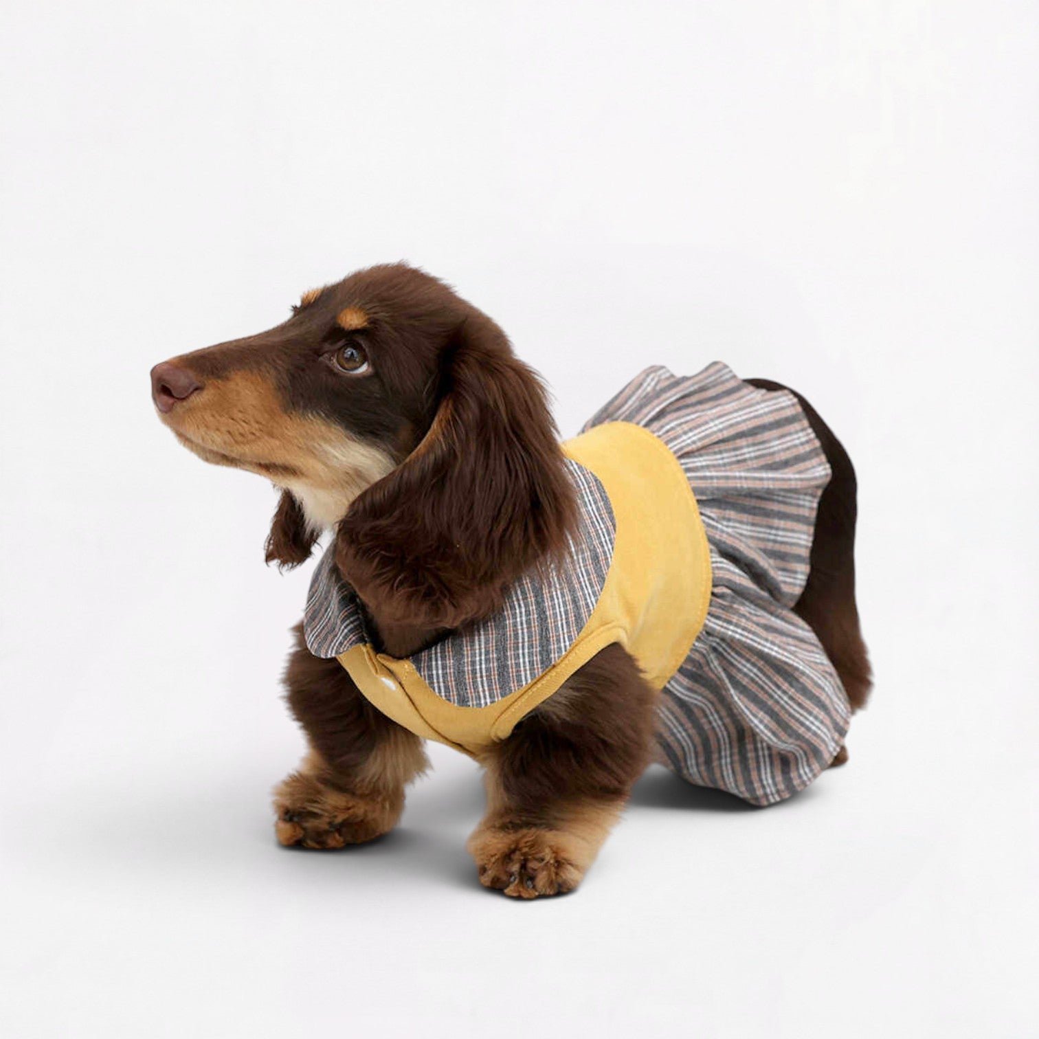 Dachzy-Dachshund-Cute-Yellow-Dress.jpg