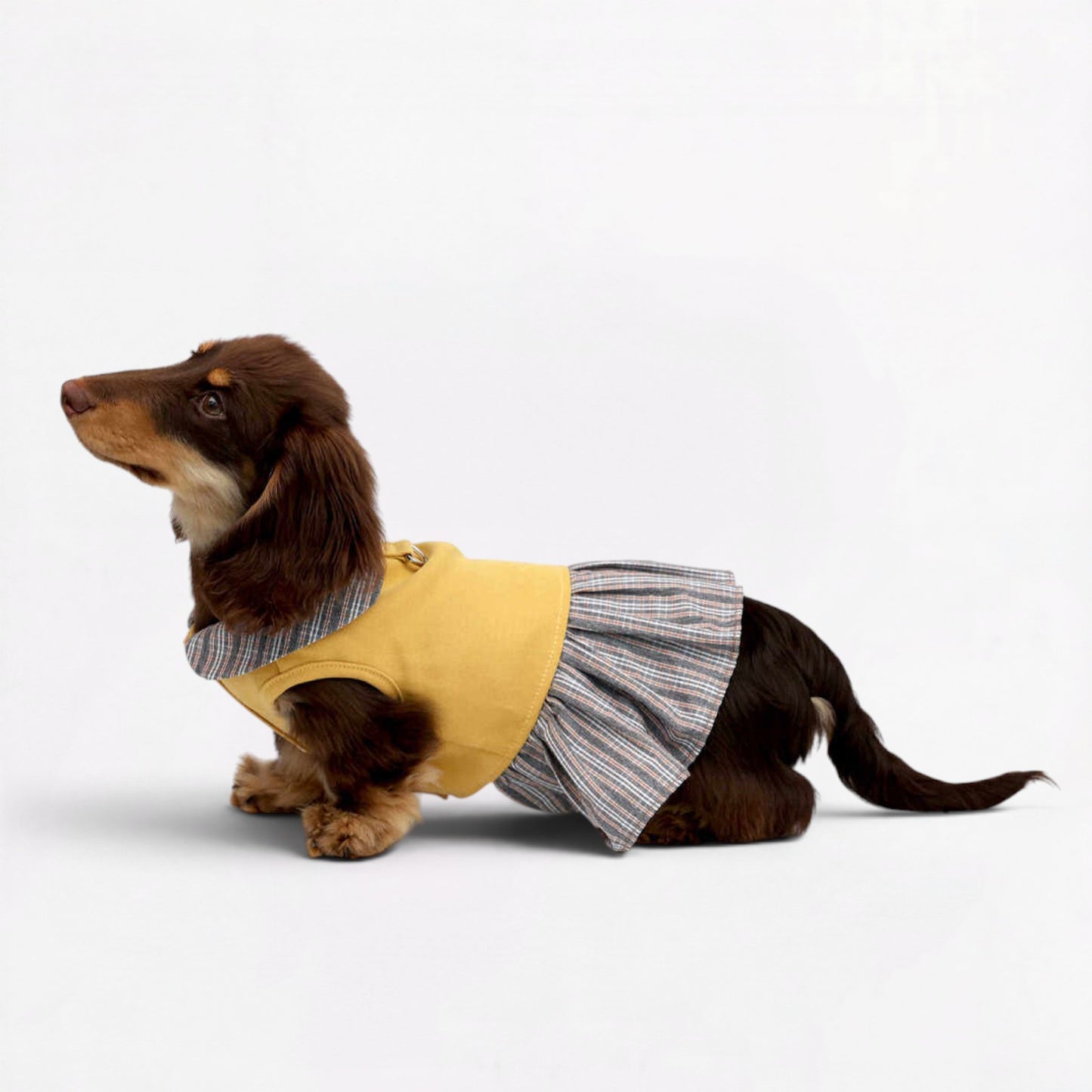 Dachzy-Dachshund-Cute-Yellow-Dress.jpg