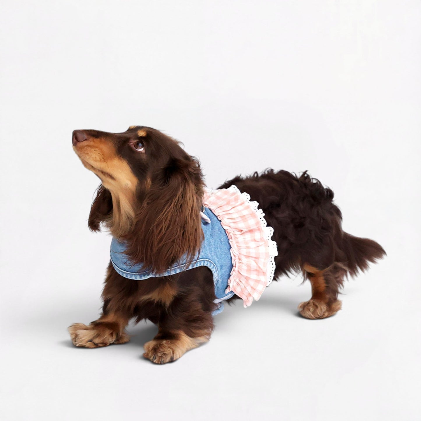 DenimPup-Dachshund-Denim-Lace-Skirt.jpg