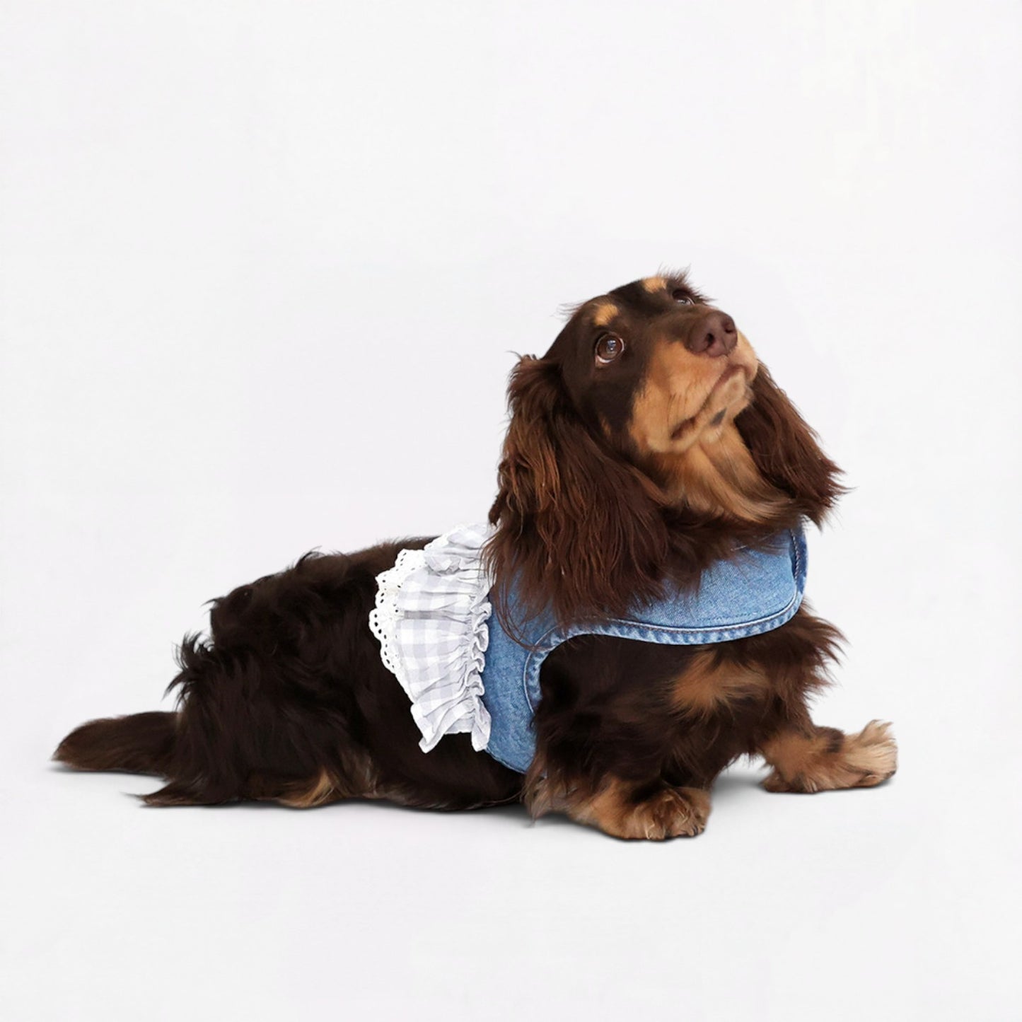 DenimPup-Dachshund-Denim-Lace-Skirt.jpg